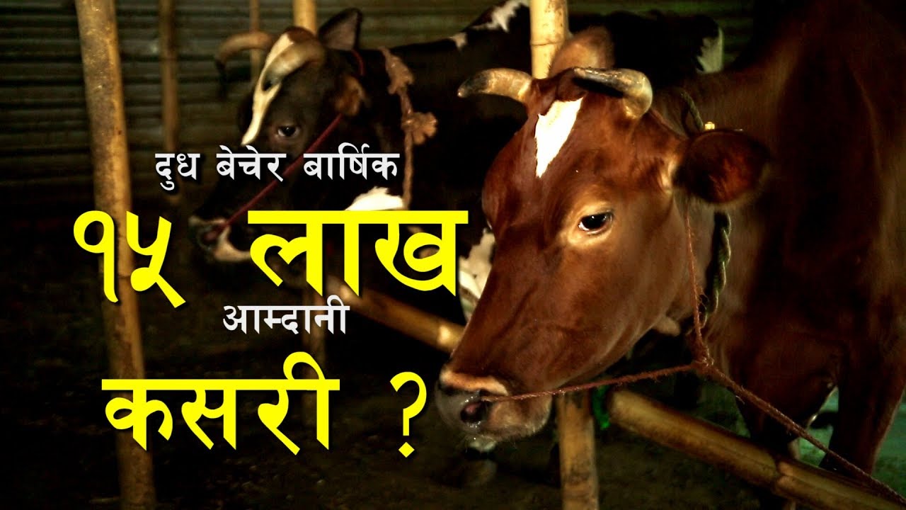 दुध बेचेर वार्षिक १५ लाख आम्दानी Nepali  Domestic Agriculture