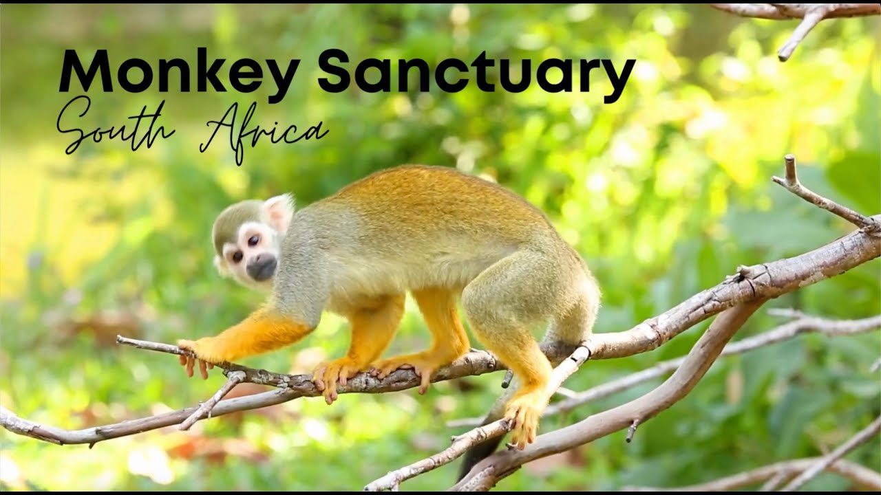 🐒🌿 Walk with Monkeys & Spot Bush Babies! | South Africa