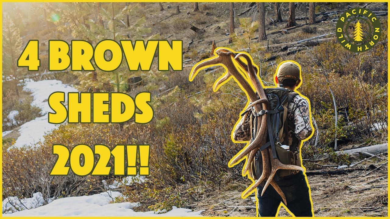 Shed Hunting Washington - 4 Fresh Elk Sheds!
