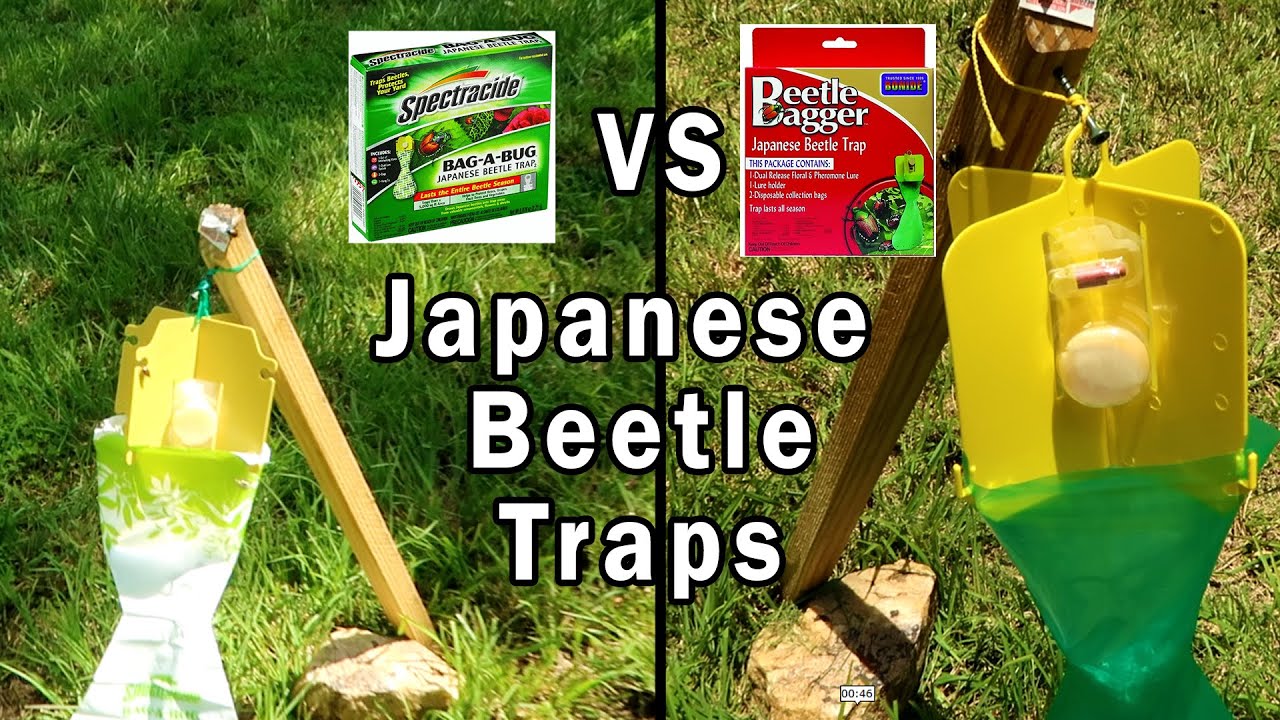 Testing two Japanese Beetle Traps