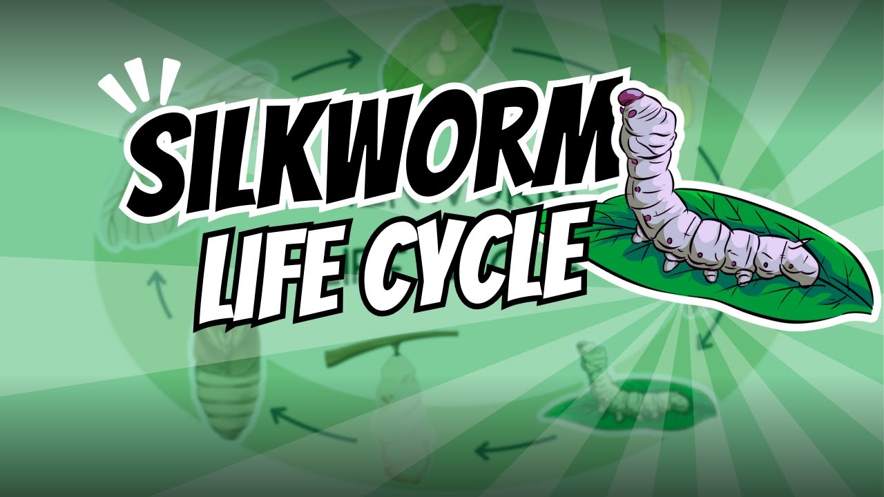 The life cycle of silkworm 🐛✨