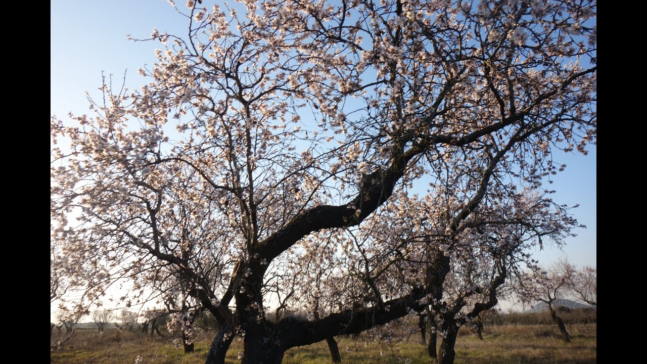 IV Caminata en la flor del Almendro Ayerbe 2019