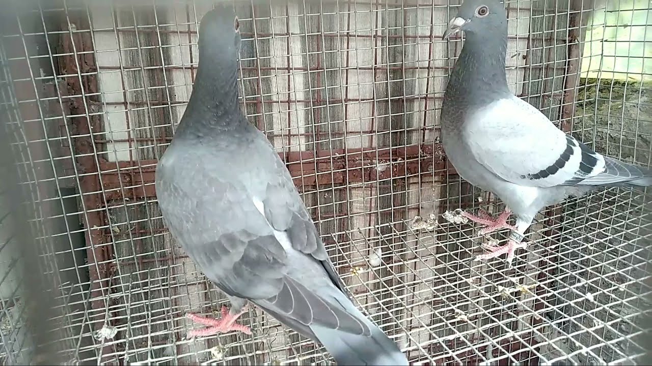 Karnataka racing homer in raichur