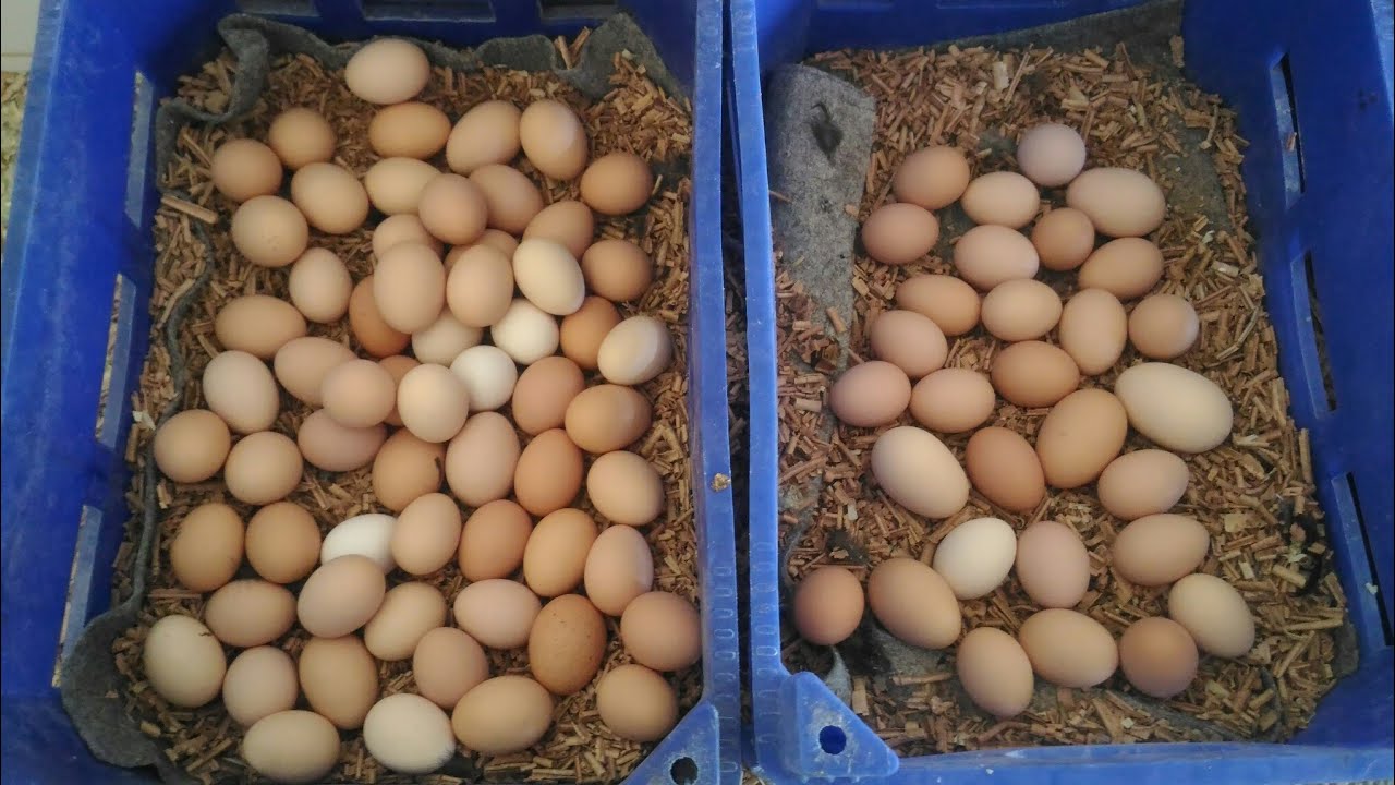 Folluklardan yumurta toplama 16