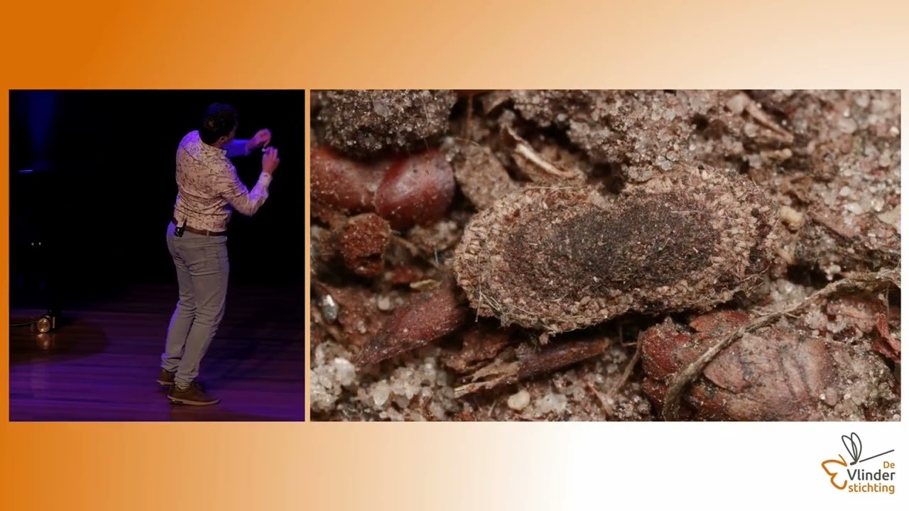 8. De microvlinderrevolutie: wat klein is, mot groot verteld worden! - Tymo Muus