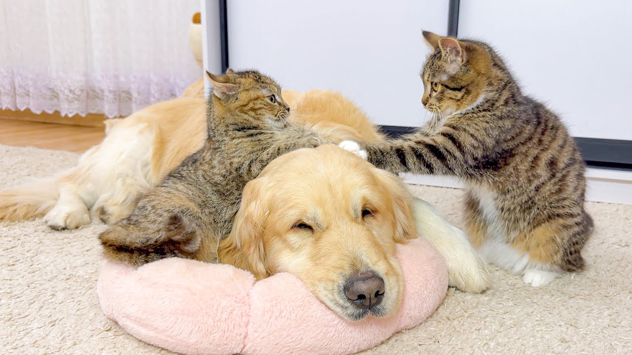 Two Kittens Battle for Sweet Sleep with a Gentle Golden Retriever — The Cutest Bedtime Fight Ever!