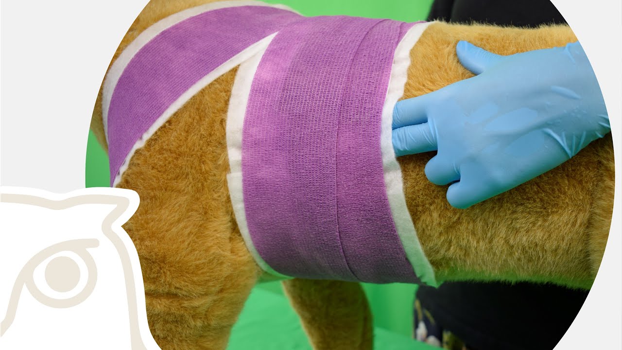 CSL: Thoraxverband Hund