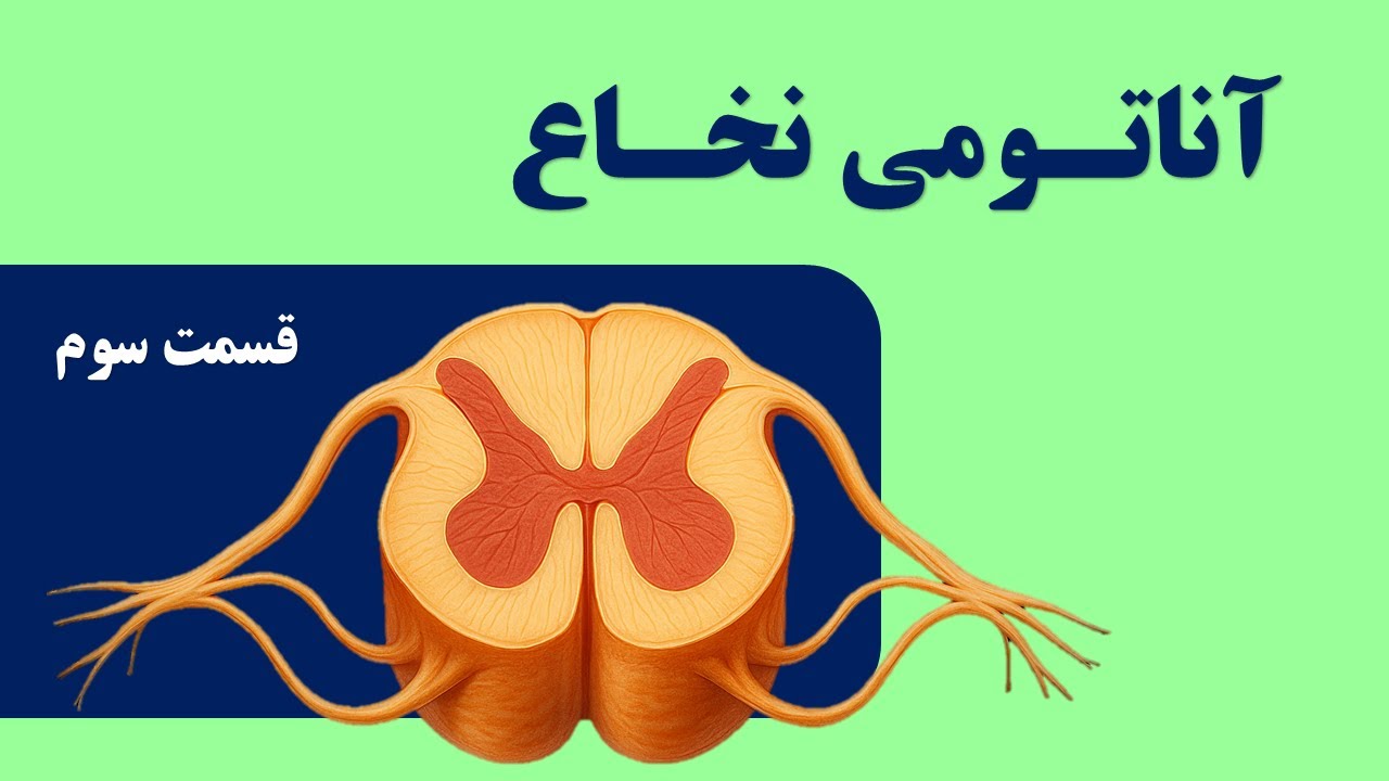 آناتومی نخاع قسمت سوم