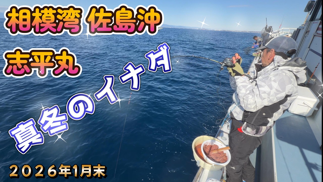 激寒の佐島沖！2026年最新・冬イナダ攻略の鍵は〇〇だった！？