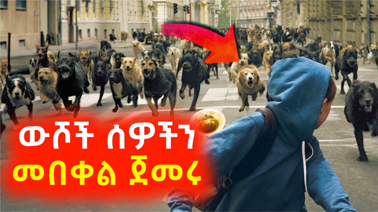 አደገኛ ውሾች ሰዎችን መበቀል ጀመሩ⚠️ Mert film | Sera film