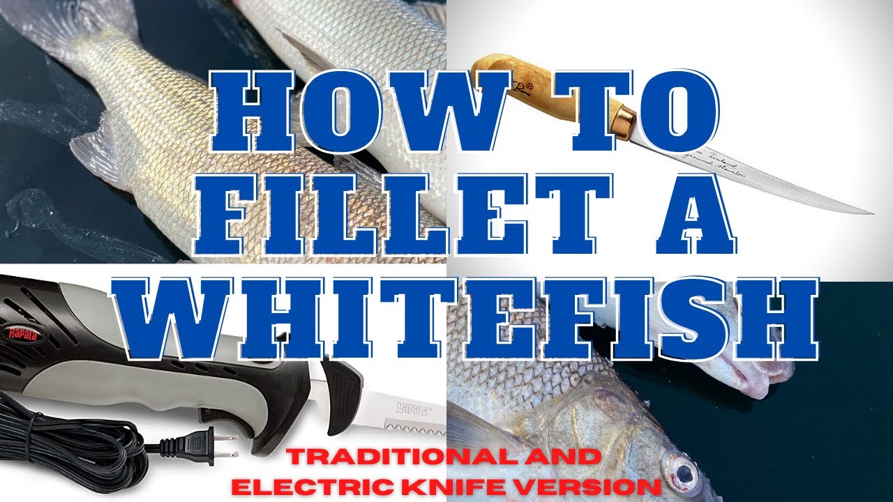 How to fillet a whitefish using both methods ( traditional and electric knife )