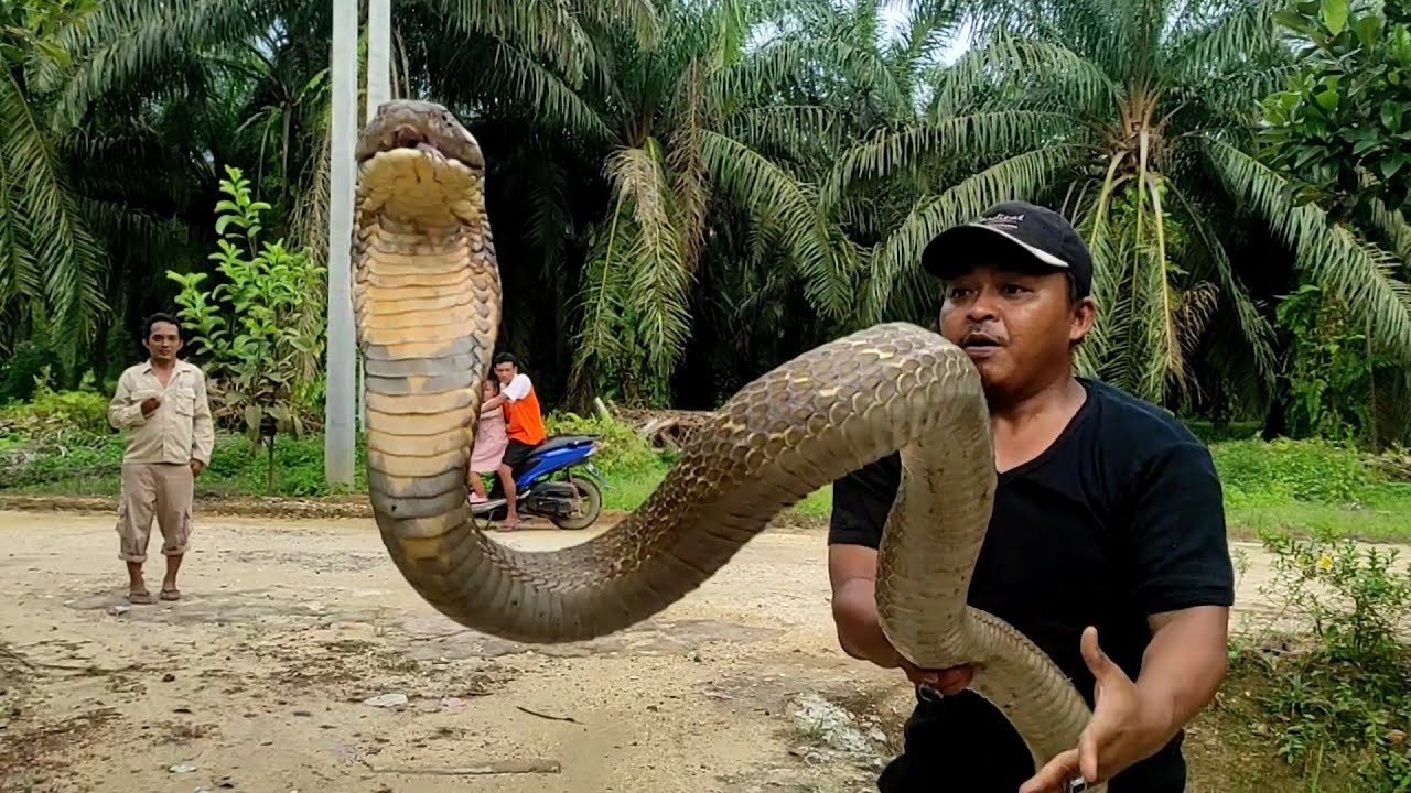INILAH SOSOK MONSTER KING COBRA JUMBO ULAR RAKSASA BERBISA DI KEBUN SAWIT KALIMANTAN | ULAR