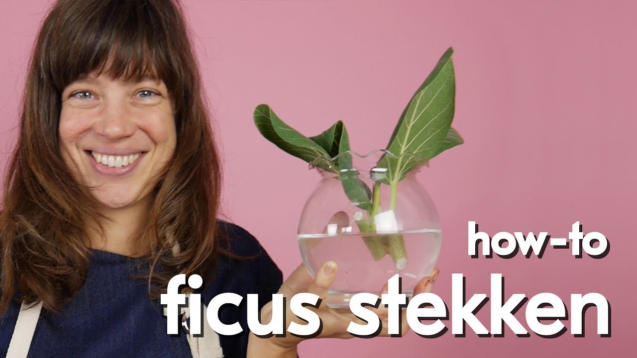 Ficus stekken