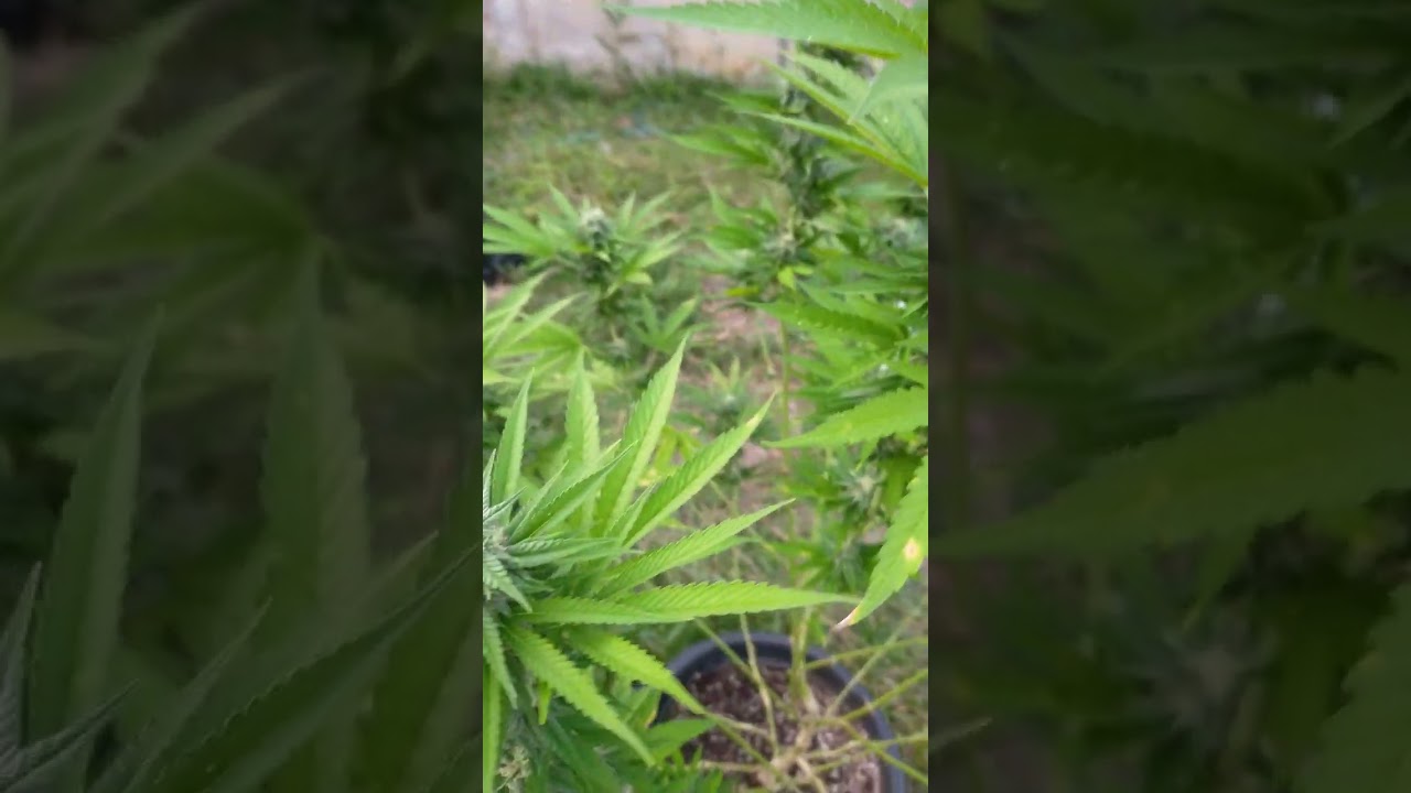 Fat Banana 🍌🪴 Outdoor week 3 on Friday 20th Oct. 2023 Update ✌️