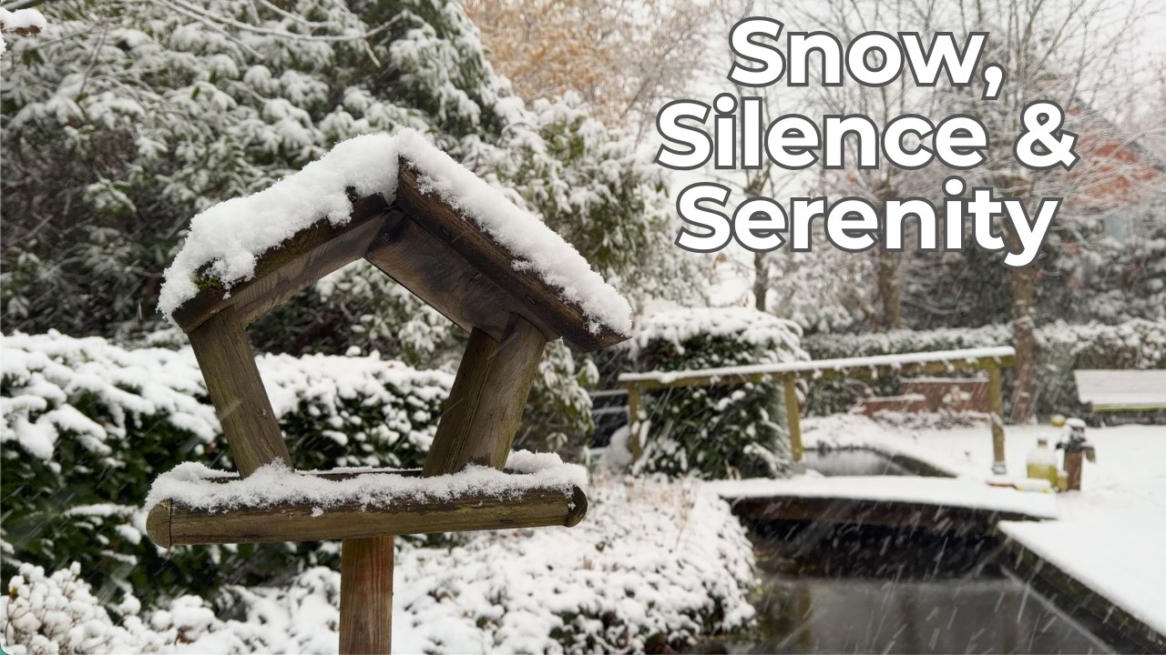 Snowfall in Belgium - A Quiet Winter Garden