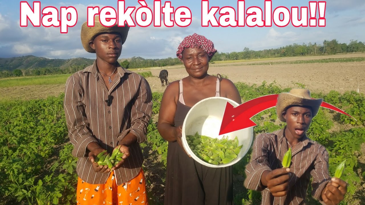 Seba peyizan kòmanse rekòlte anpil kalalou,nan 2 mwa sèlman#travel 