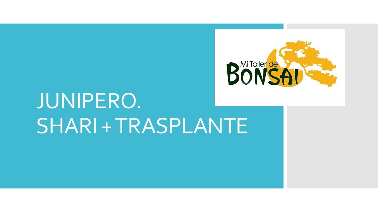 JUNIPERO SHARY Y TRASPLANTE