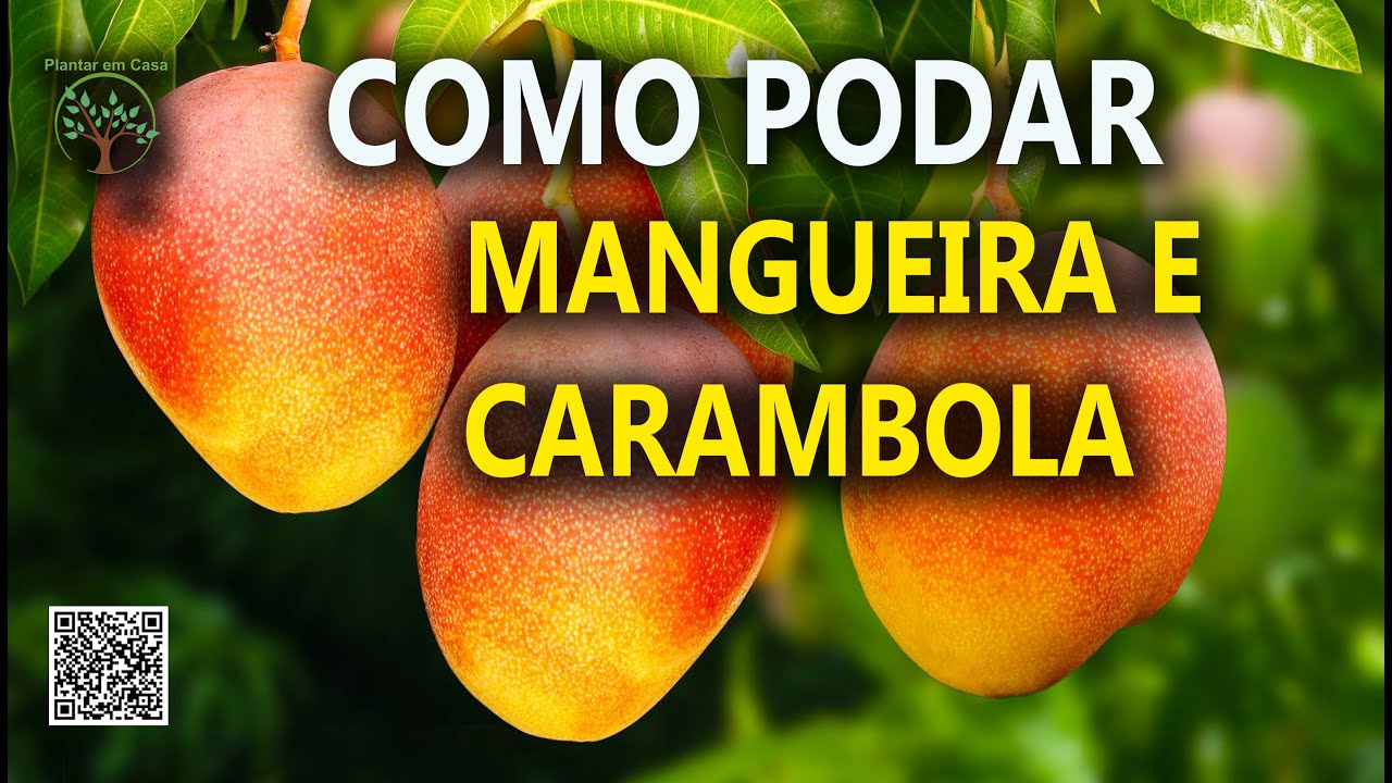 Poda de Mangueira e Carambola com Sergio Semerdjian e Virgilio Ferreira