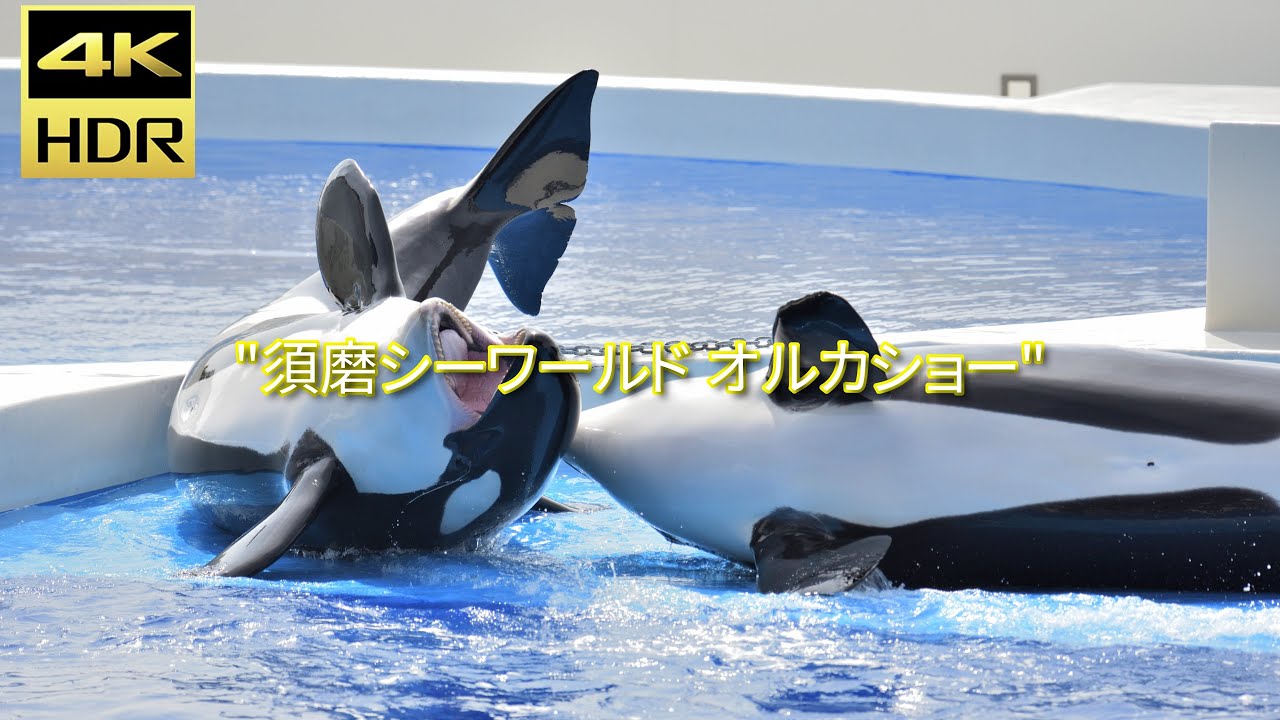 ＃須磨シーワールド　＃SumaSeaWorld　＃オルカショー　＃OrcaShow