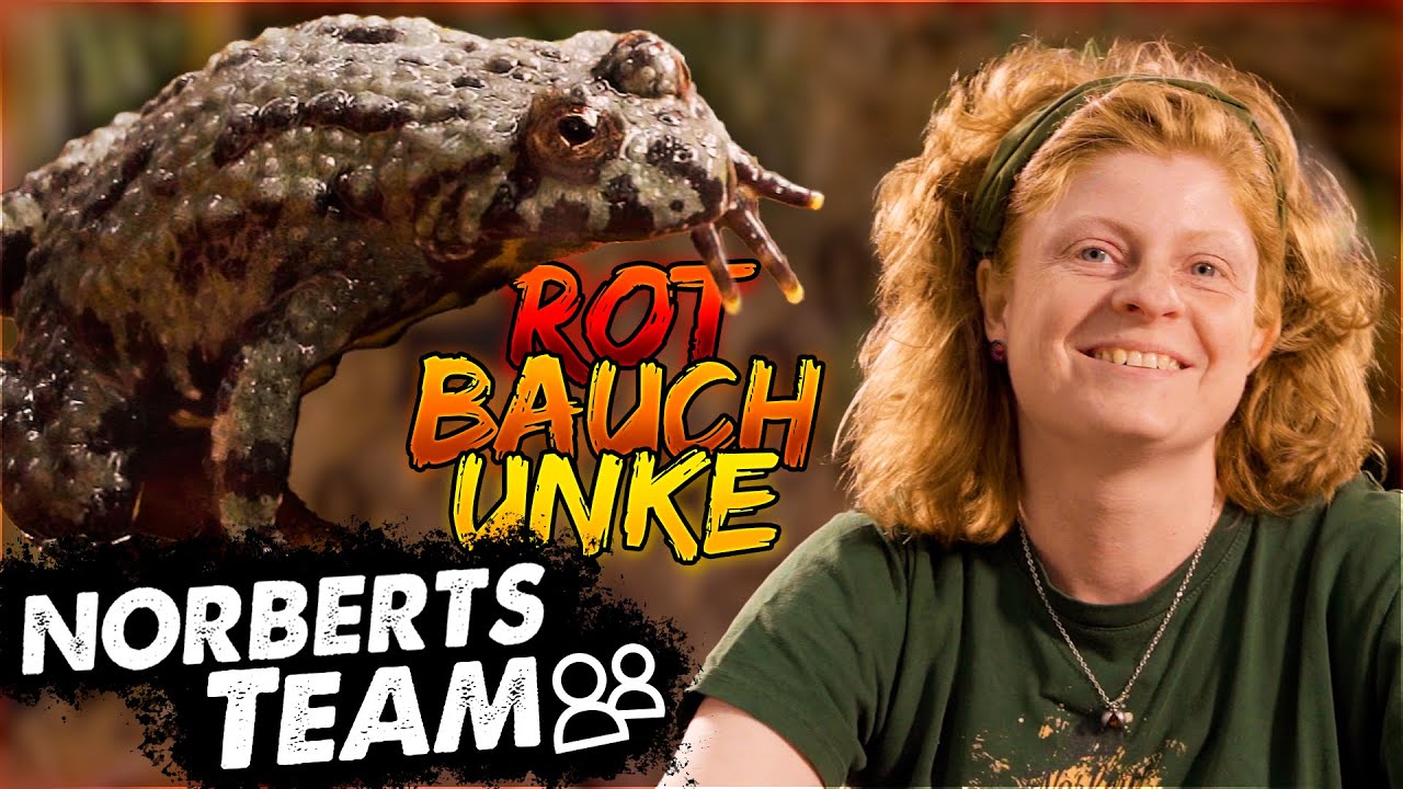CHINESISCHE ROTBAUCHUNKEN | NORBERTS TEAM | Zoo Zajac