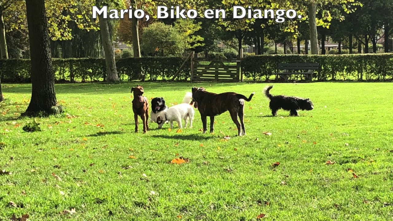 Hondjes van de week #10