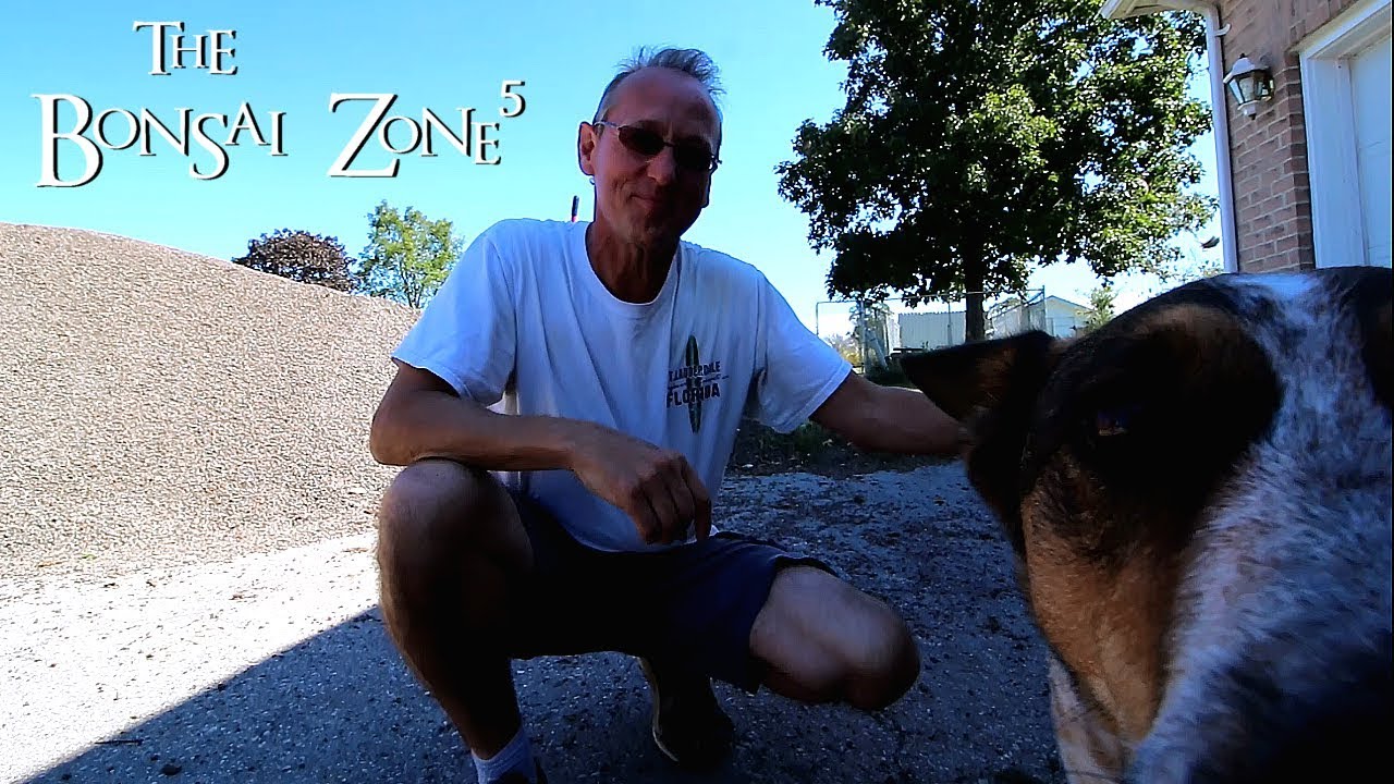We visit The Bonsai Guy!, The Bonsai Zone, Sept 2018