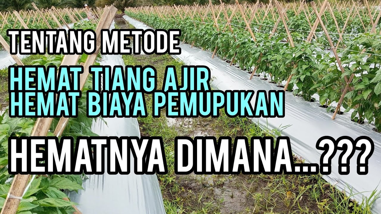 Penjelasan Metode Hemat PUPUK, Hemat Tiang Ajir, supaya tidak gagal faham..!!! @MitraBertaniTV
