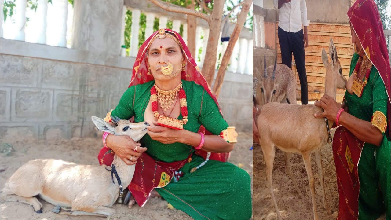 हिरण के बच्चों को अपना दूध पिलाती हुई बिश्नोई समाज महिला...! BISHNOI FAMILY video Rajasthan..!!