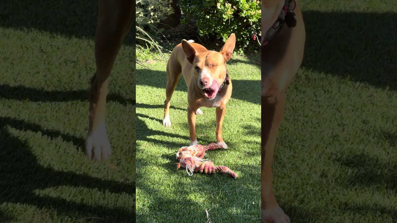 Познакомьтесь с Персиком-Персиком! 😍🍑