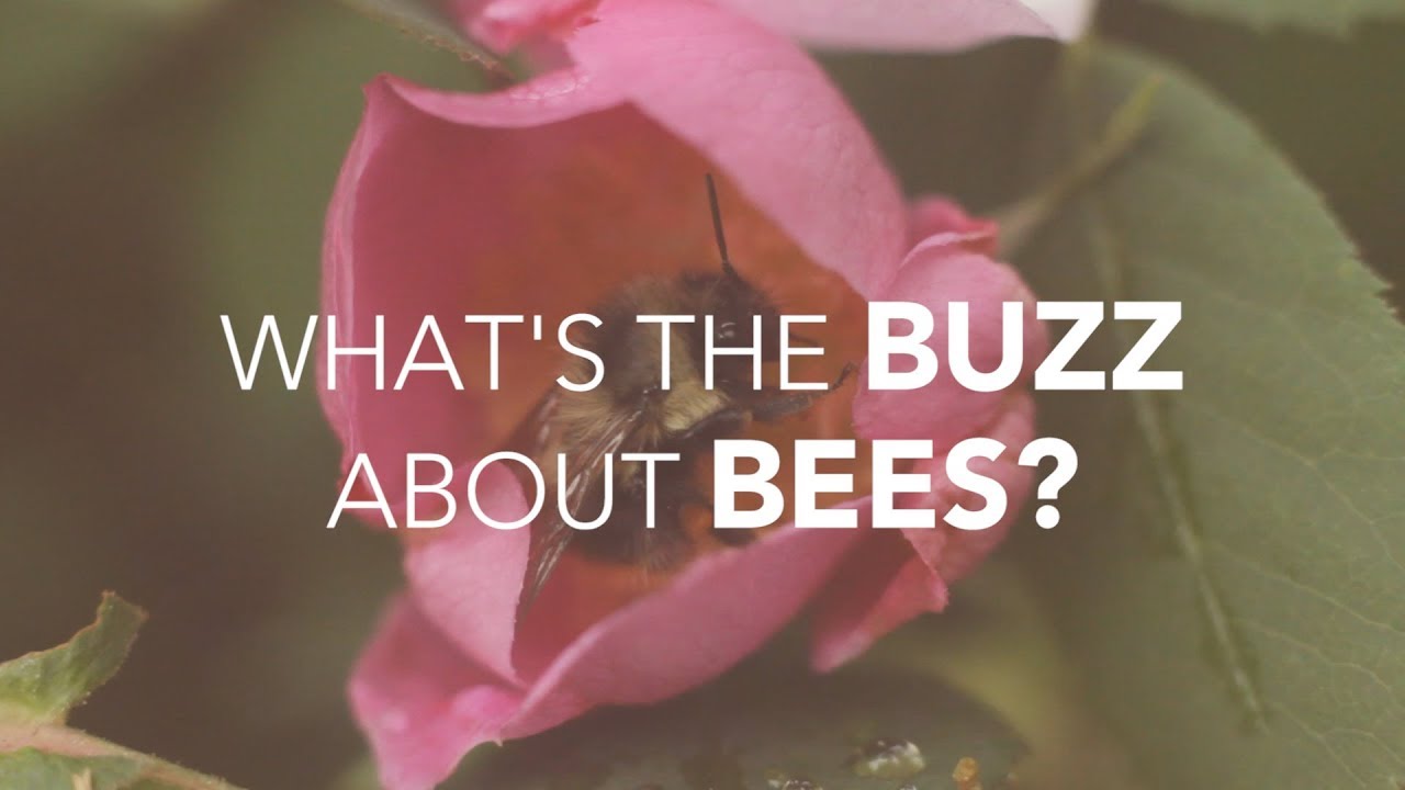 What's the Buzz about Bees?