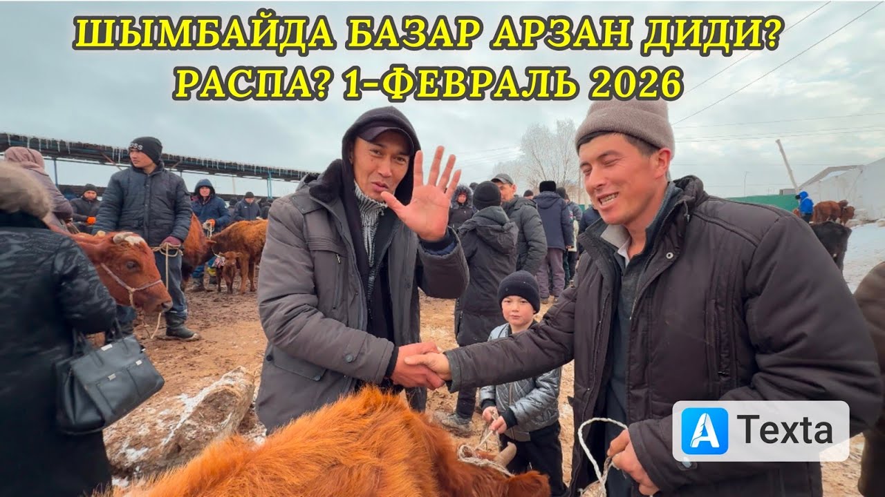 1-ФЕВРАЛЬ/2026/ШЫМБАЙ МАЛ БАЗАРЫ/МАЛ БАЗАР 2026/ДЕМ БЕРМЕС МАЛ БАЗАР/СКОТНЫЙ РЫНОК