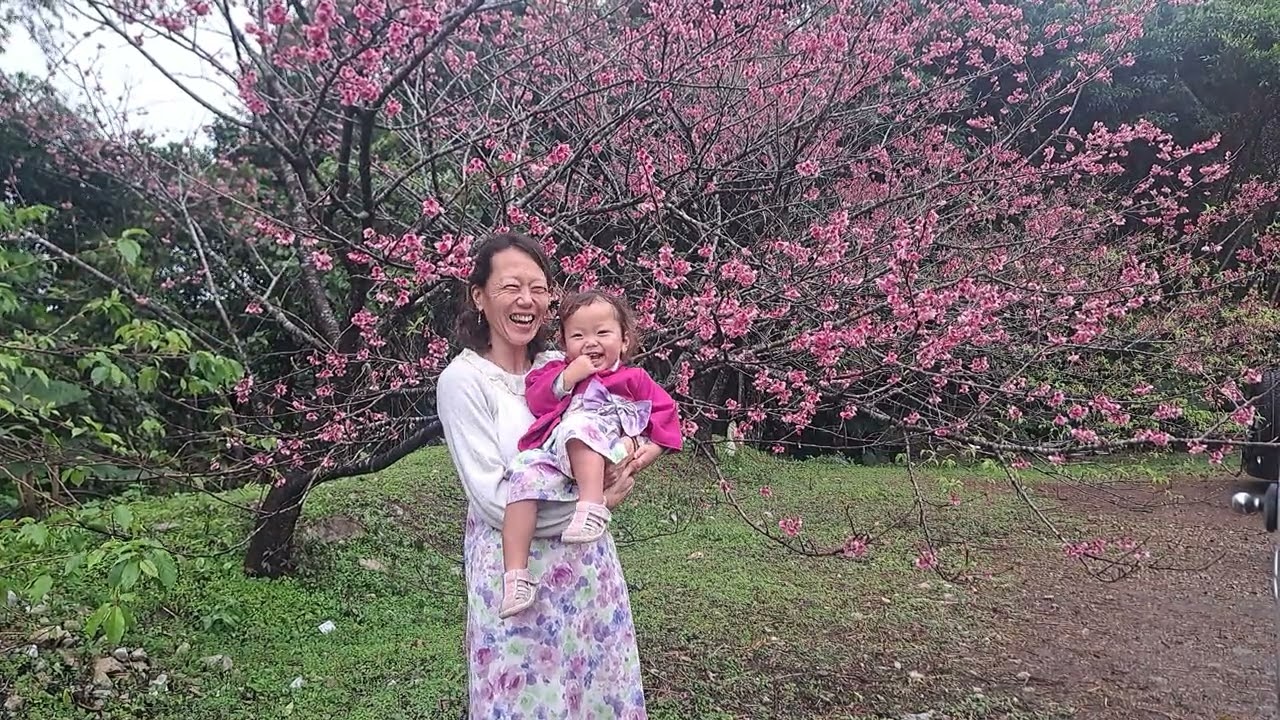 ニコニコ😁✨✨かわいい🎀笑顔満開🌺満開の桜の下でママのだっこで天使の微笑み👋😉💓1才7ヶ月赤ちゃん👶日本一早い桜が咲く八重岳本部町🌸