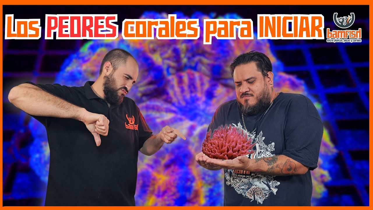 Que CORALES no son RECOMENDABLES cuando vas a iniciar un REEF