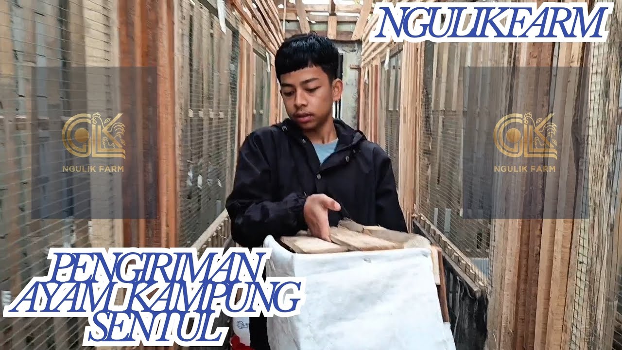 PENGIRIMAN PAKETAN CALON INDUKAN AYAM KAMPUNG SENTUL 🐓