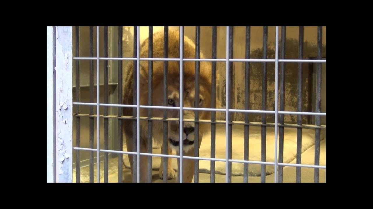 ライオン吠える　　東山動物園