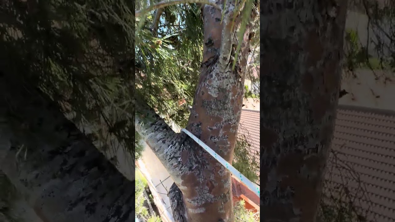 Tala de pino #viral #plantas 