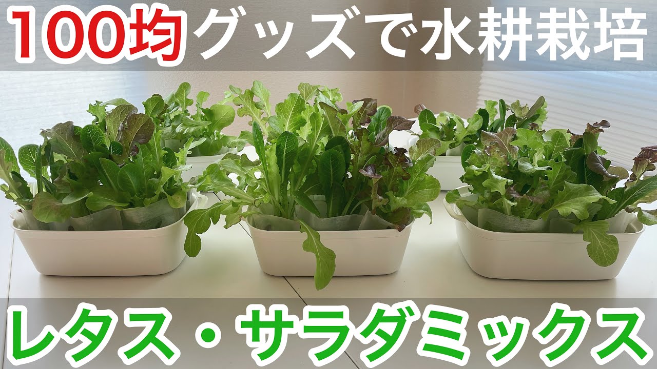 【水耕栽培】100均グッズ中心にレタス・サラダミックスを育ててみた 1日目〜29日目