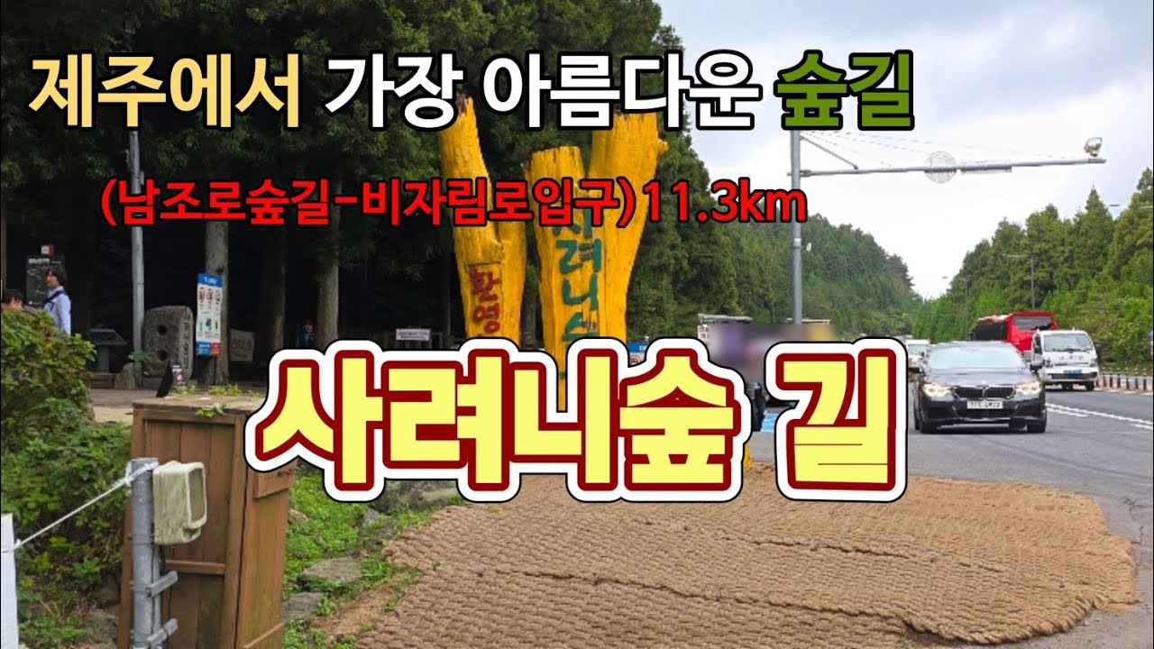 제주에서 가장 아름다운 숲길(남조로숲길~비자림로입구까지 11.3km) 제주 왔으면 사려니숲길 10km 는 걸어줘야지 #사려니숲길 #제주도여행 #비자림로 @제주가볼만한곳 #숲캉스