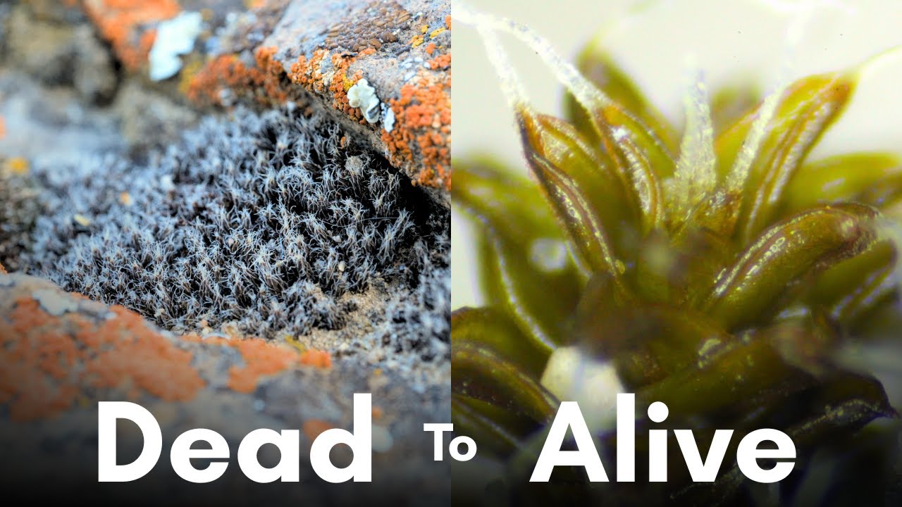 The Life of Desert Mosses and How They Have Adapted to Survive in Harsh Environments (Syntrichia)