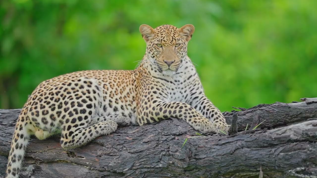 Katemba Luke 2025 wildlife showreel