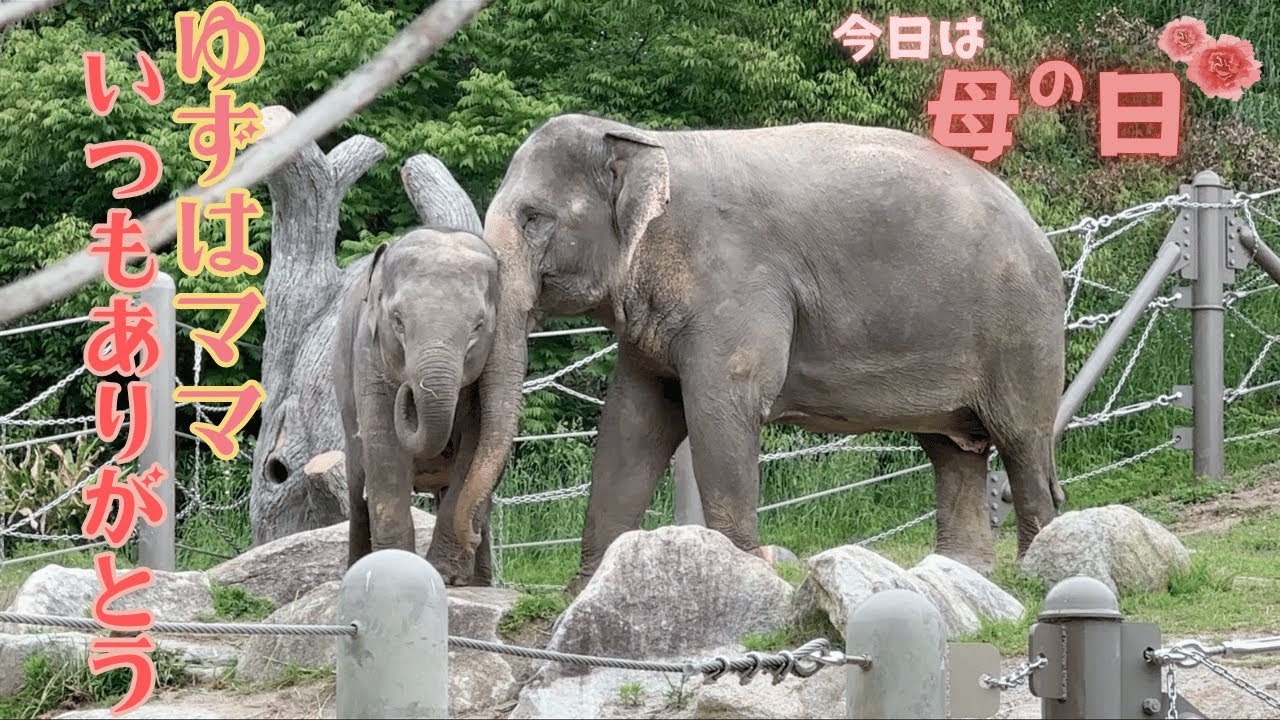 【アジアゾウの親子】楽しそうなわかばちゃん♪なかよしな親子に癒されました♡