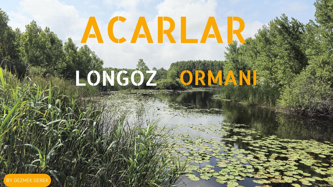 Acarlar Longoz Ormanı - Sakarya #orman #longoz #forest