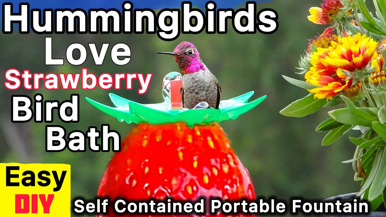 How To Make Hummingbird Strawberry ENDLESS Water Fountain ❤️ Bird Bath EASY Solar Powered PORTABLE
