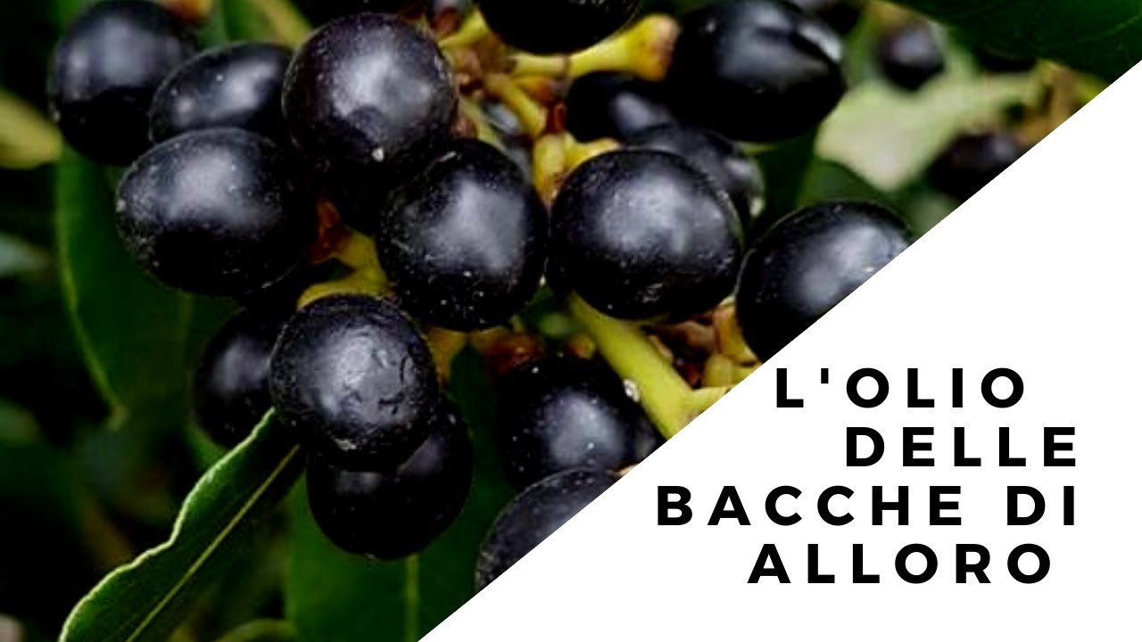 L'olio delle Bacche d'alloro