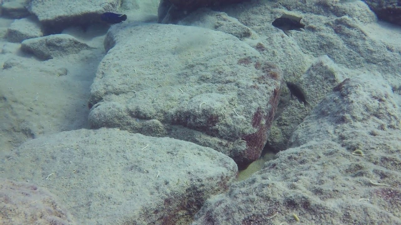 Sciaenochromis fryeri hunting at Machilli Island