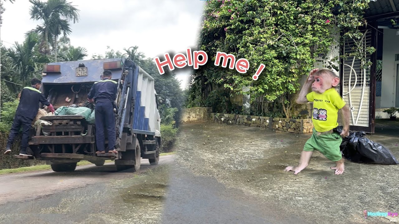 So cute! Monkey Kyo helps Dad take out the trash for the first time...!