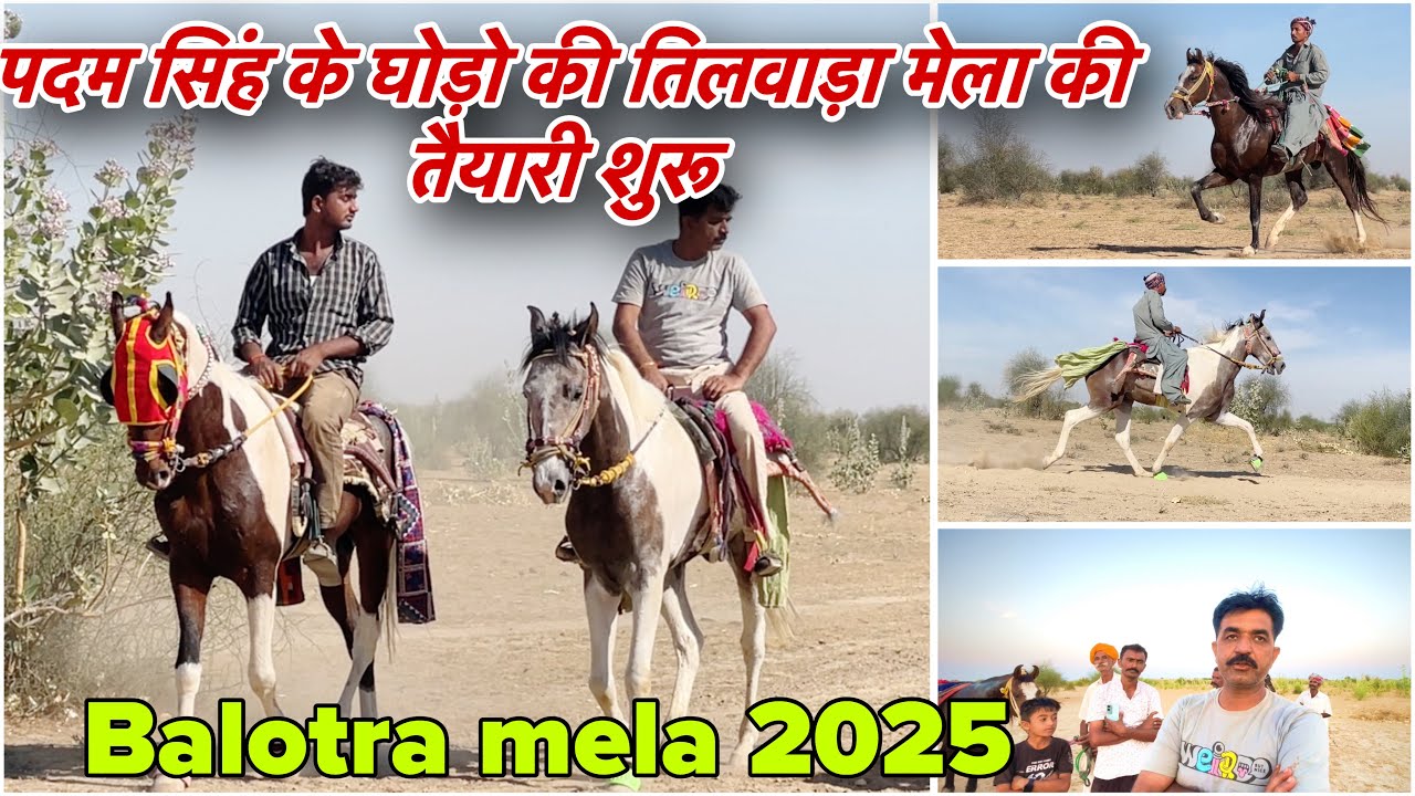 Preparations for Tilwara fair started with Padam Singh Sodha's horses | Balotra Mela 2025 #balotr...