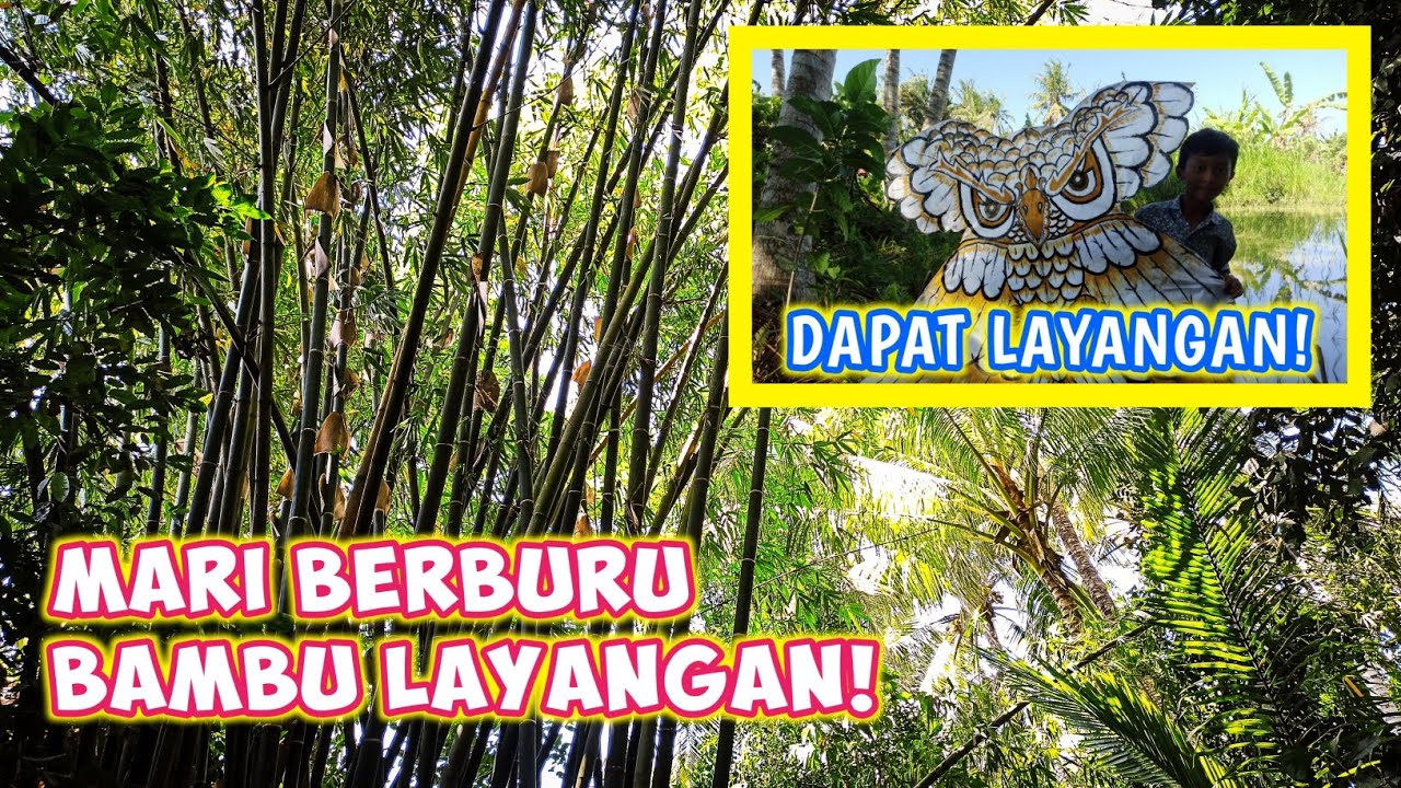MENCARI BAMBU YANG COCOK UNTUK LAYANGAN - UNTUNGNYA DUA KALI👍