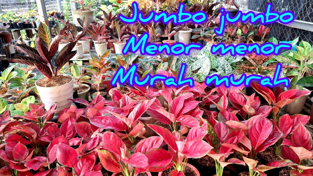 Ready sepesial jumbo jumbo