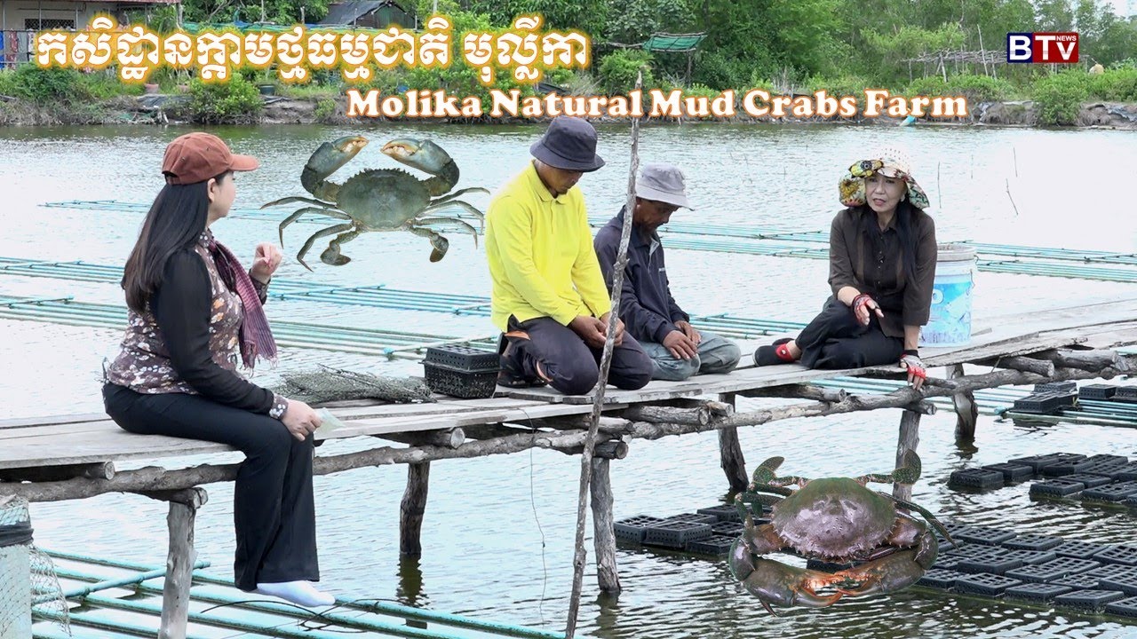 AGRICULTURE/កសិកម្ម​​​ : កសិដ្ឋានក្តាមថ្មធម្មជាតិ មុល្លិកា ( Molika Natural Mud Crabs Farm )